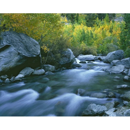 California Bishop Creek and aspens in autumn